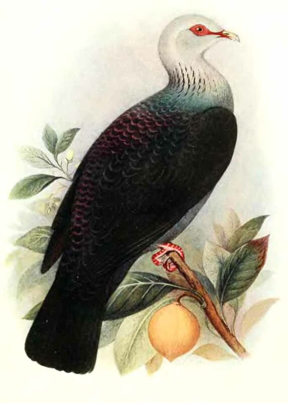 Pigeon des Andaman