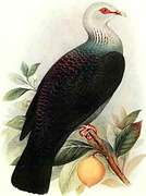 Pigeon des Andaman