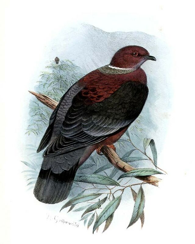 Pigeon du Chili