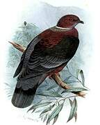 Chilean Pigeon