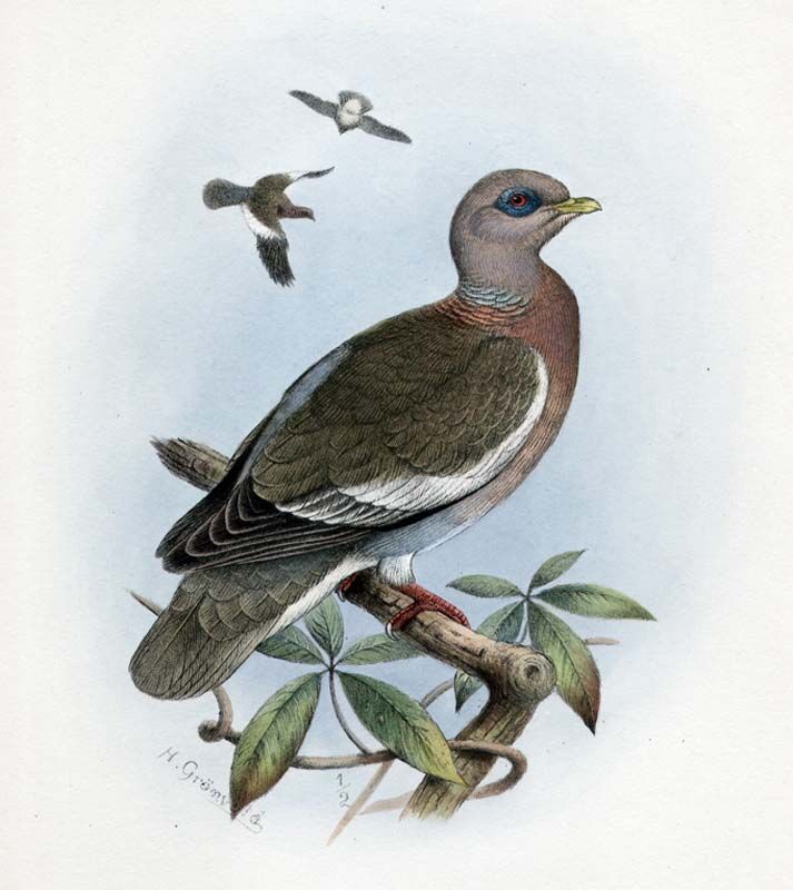 Bare-eyed Pigeon