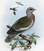 Bare-eyed Pigeon