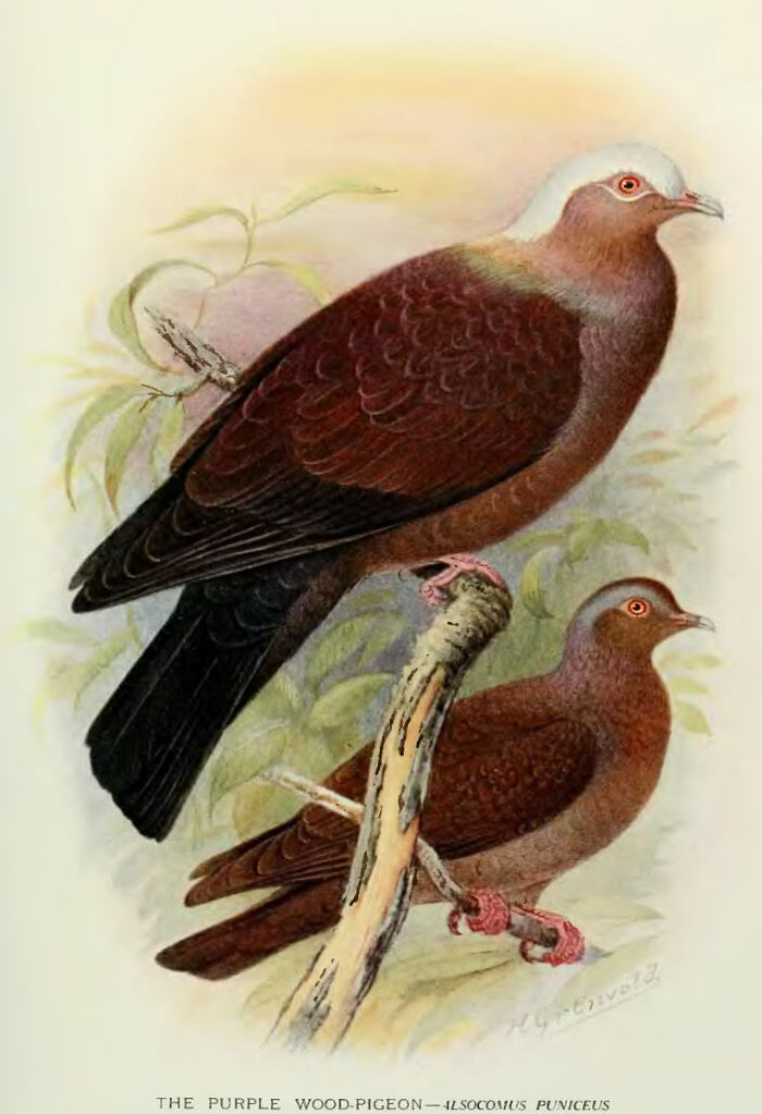 Pale-capped Pigeon