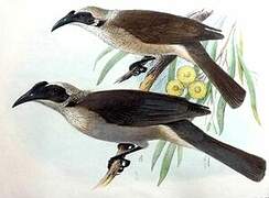 Helmeted Friarbird