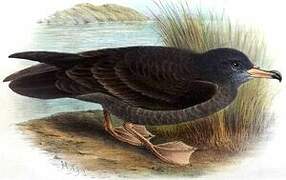 Wedge-tailed Shearwater