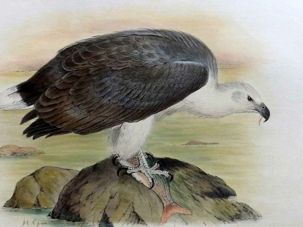 White-bellied Sea Eagle