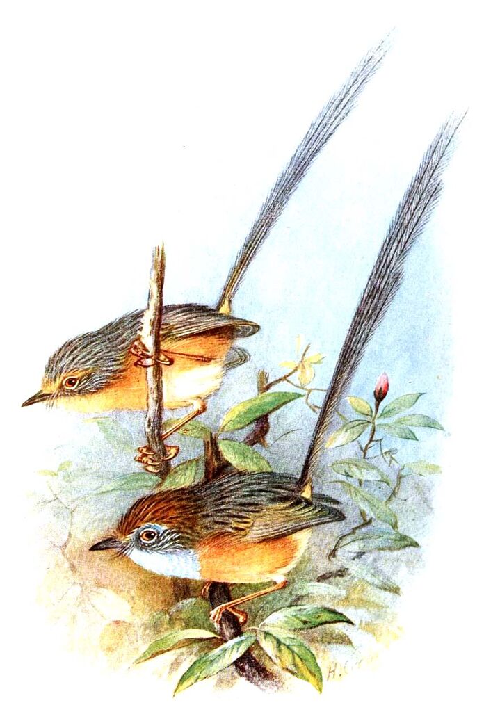 Southern Emu-wren