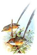 Southern Emu-wren