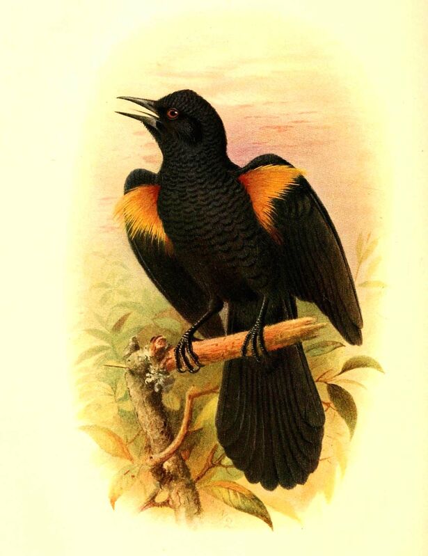 Golden-tufted Mountain Grackle