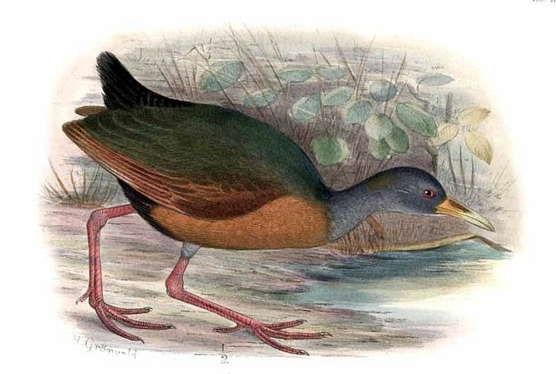 Grey-cowled Wood Rail