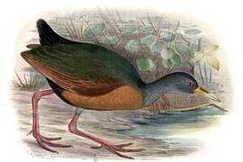 Grey-cowled Wood Rail