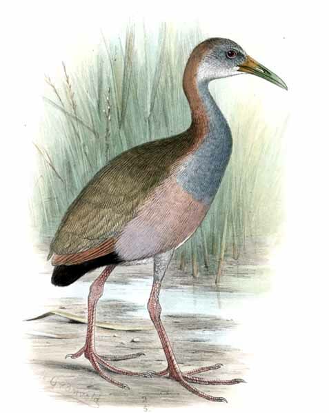 Giant Wood Rail