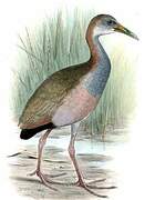 Giant Wood Rail