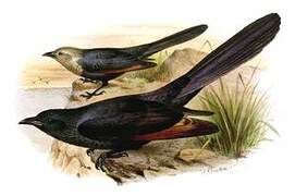 Somali Starling