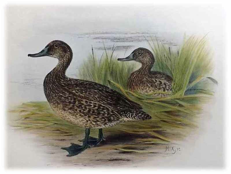 Freckled Duck