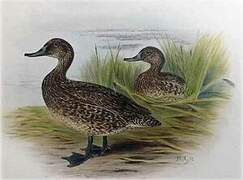 Freckled Duck