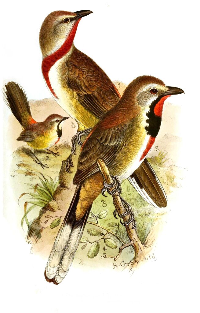 Rosy-patched Bushshrike