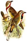 Rosy-patched Bushshrike