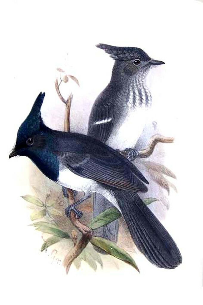 Blue-mantled Crested Flycatcher