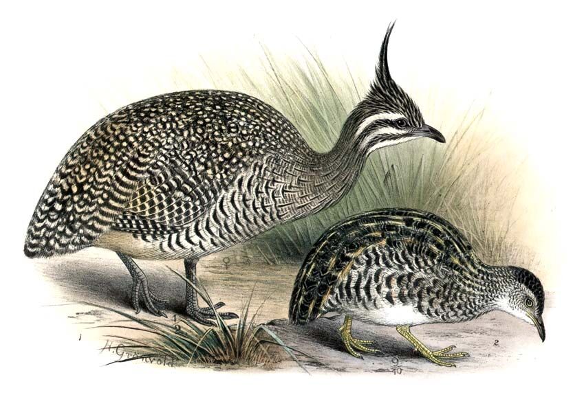 Elegant Crested Tinamou