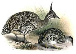 Elegant Crested Tinamou