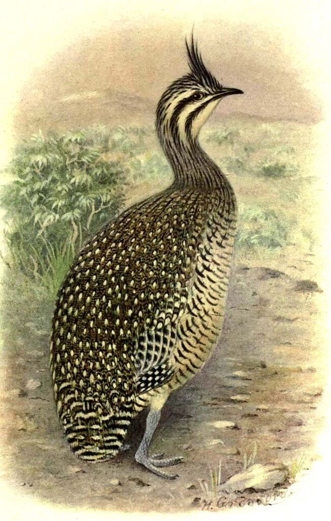 Elegant Crested Tinamou