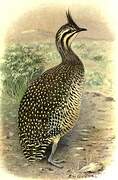 Elegant Crested Tinamou