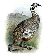 Puna Tinamou