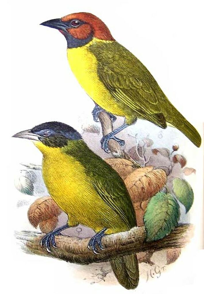 Bates's Weaver