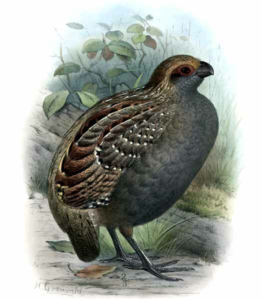 Spot-winged Wood Quail