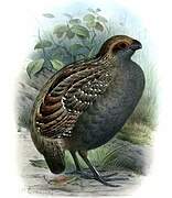 Spot-winged Wood Quail