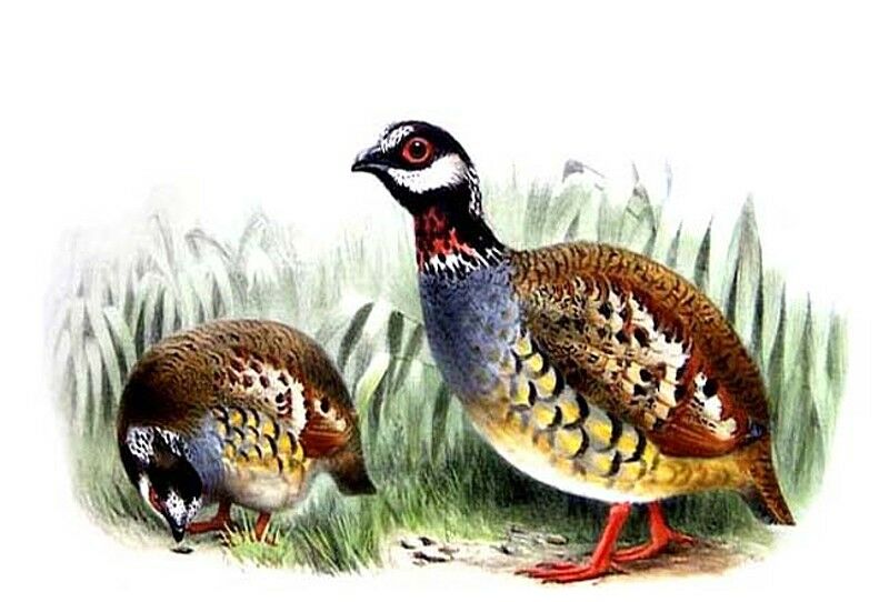 Malaysian Partridge