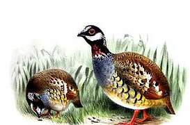 Malaysian Partridge