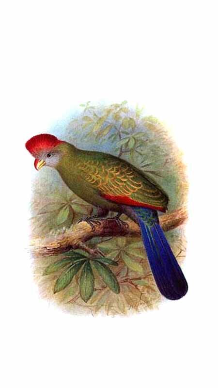 Bannerman's Turaco