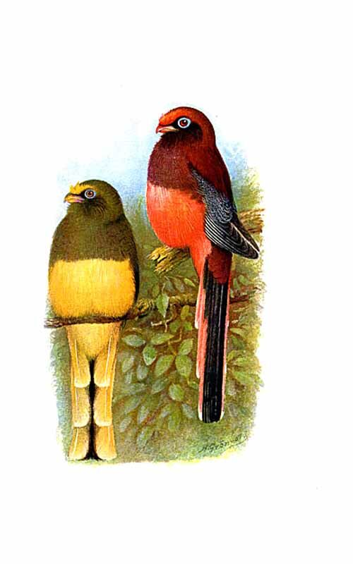 Ward's Trogon