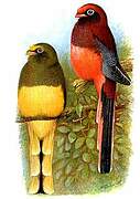 Trogon de Ward