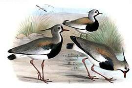 Southern Lapwing