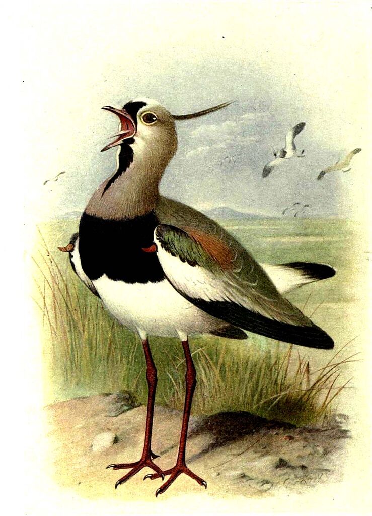 Southern Lapwing