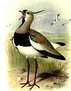 Southern Lapwing