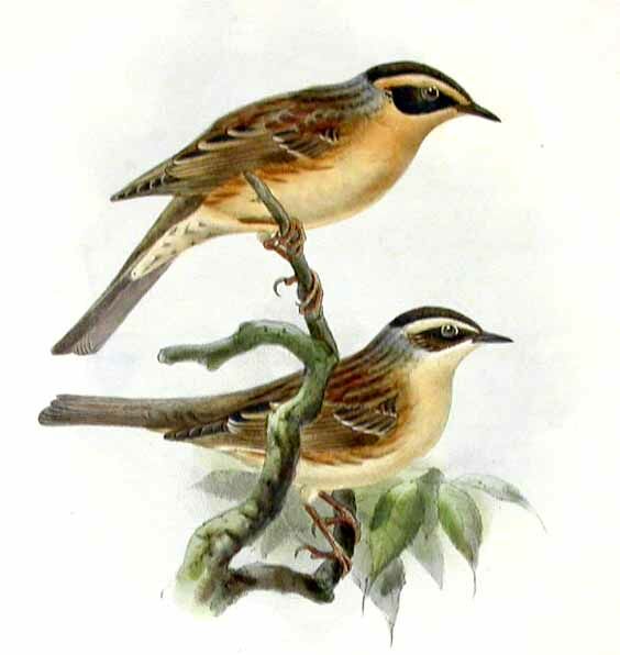 Siberian Accentor