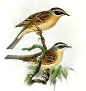 Siberian Accentor