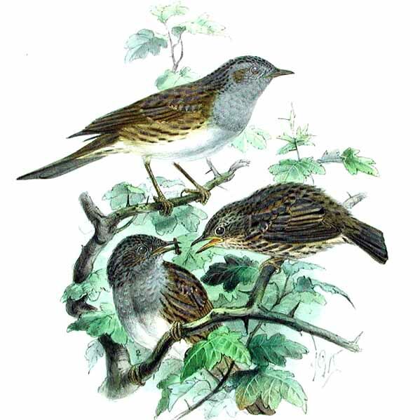 Dunnock