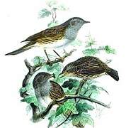 Dunnock