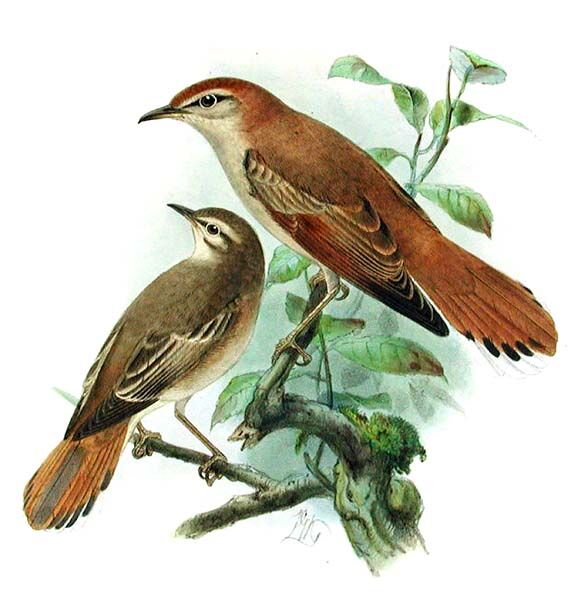 Rufous-tailed Scrub Robin