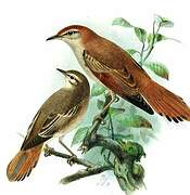 Rufous-tailed Scrub Robin