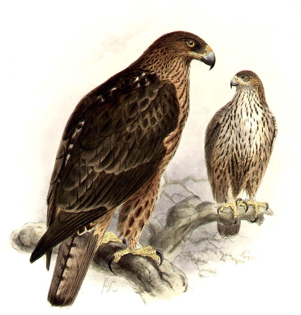 Aigle de Bonelli