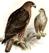 Bonelli's Eagle