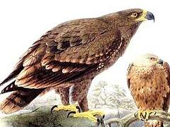 Steppe Eagle