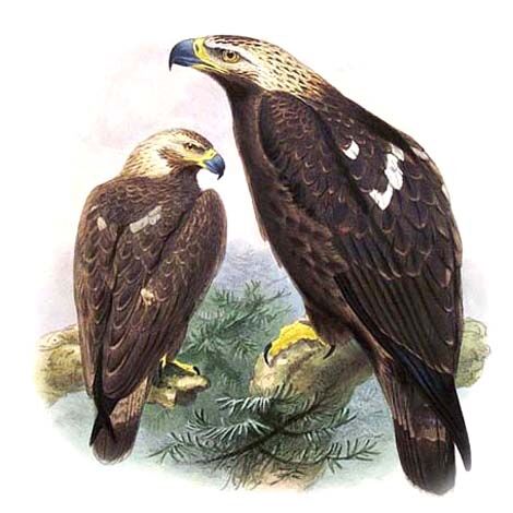 Eastern Imperial Eagle