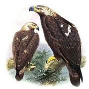 Eastern Imperial Eagle